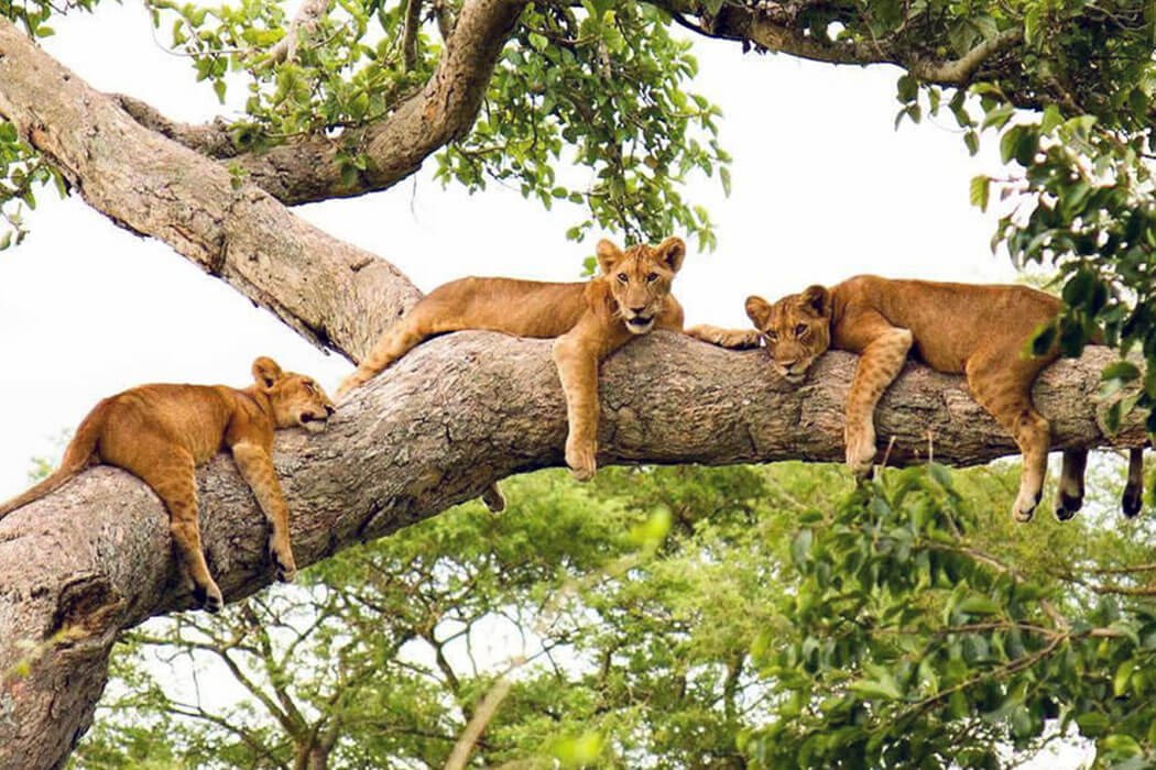 3. Tree-Climbing Lion Tracking