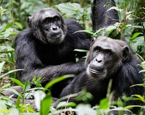 4. Chimpanzee Tracking in Kyambura Gorge
