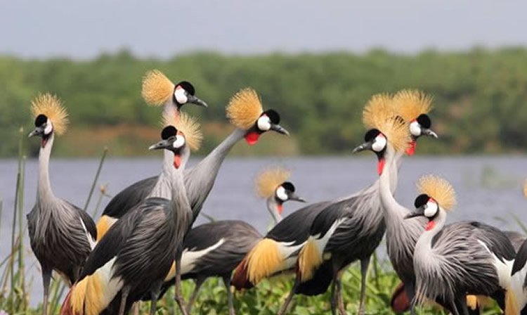 5. Bird Watching