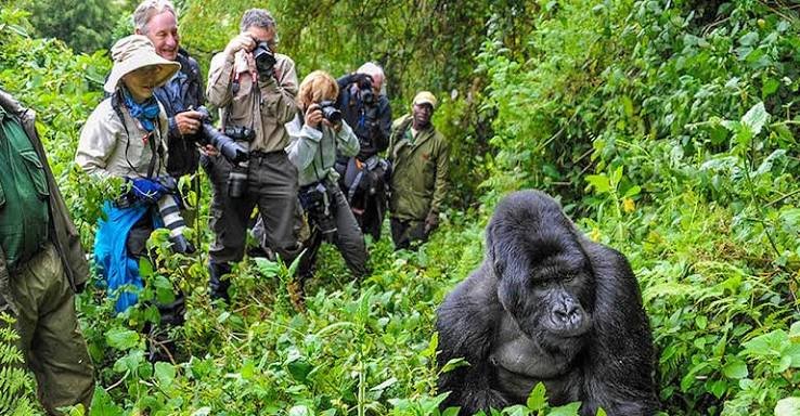 Classic Safari Adventure