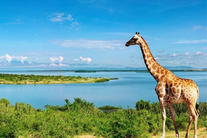 Classic Safari Adventure