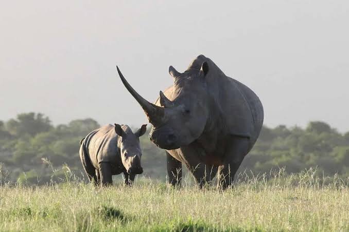 5 Days Tour to Zziwa Rhino Sanctuary
