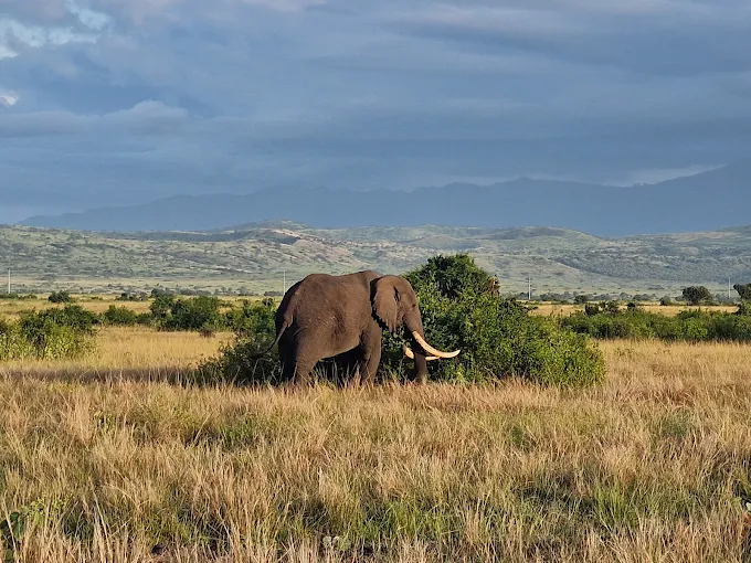 4 Days Tour to Queen Elizabeth National Park