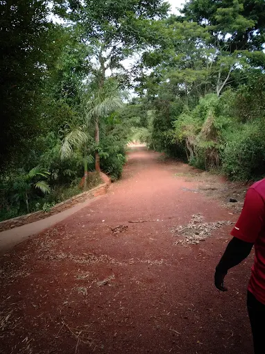 1 Day in Mabira